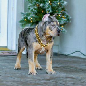 american bully for sale