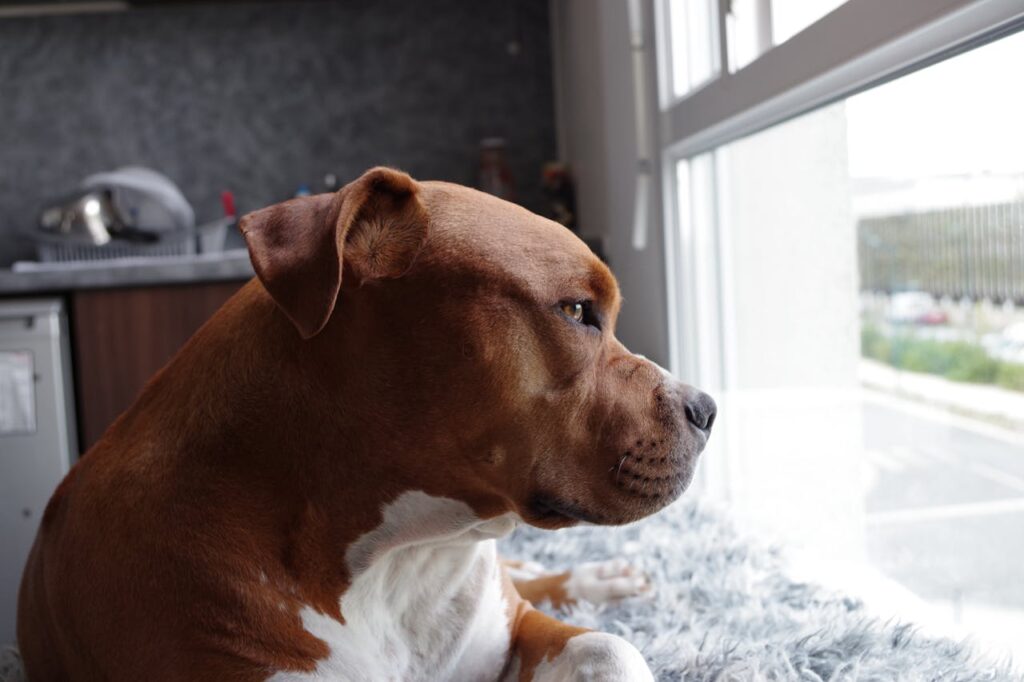 Adorable brown pitbull puppy looking out the window from indoors, showcasing a tranquil moment.