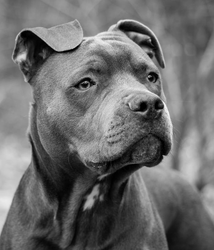 Close-up black and white portrait of a pitbull showcasing its strong features and calm demeanor.
