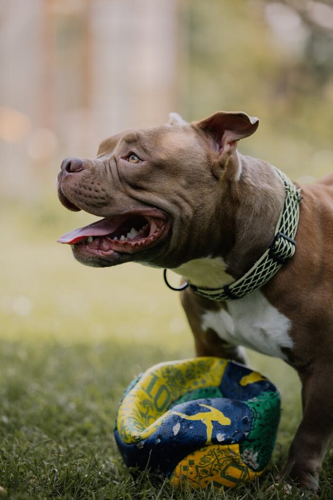 A joyful pitbull playing outdoors with a colorful ball, showing playful energy.