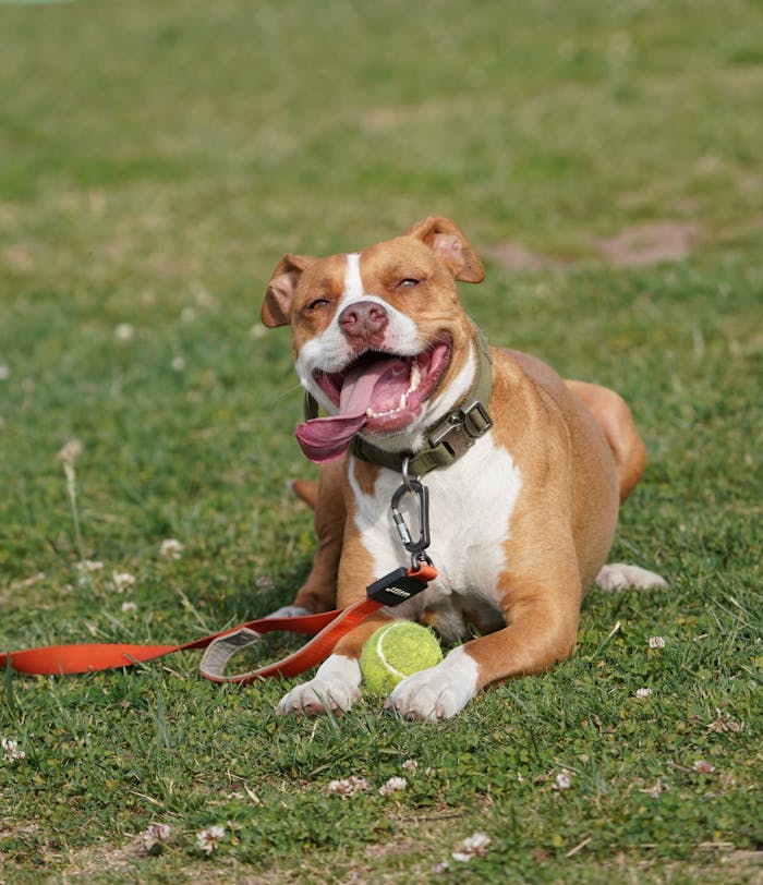 Smiling pitbull lying on grass with tennis ball, enjoying a sunny day outdoors.