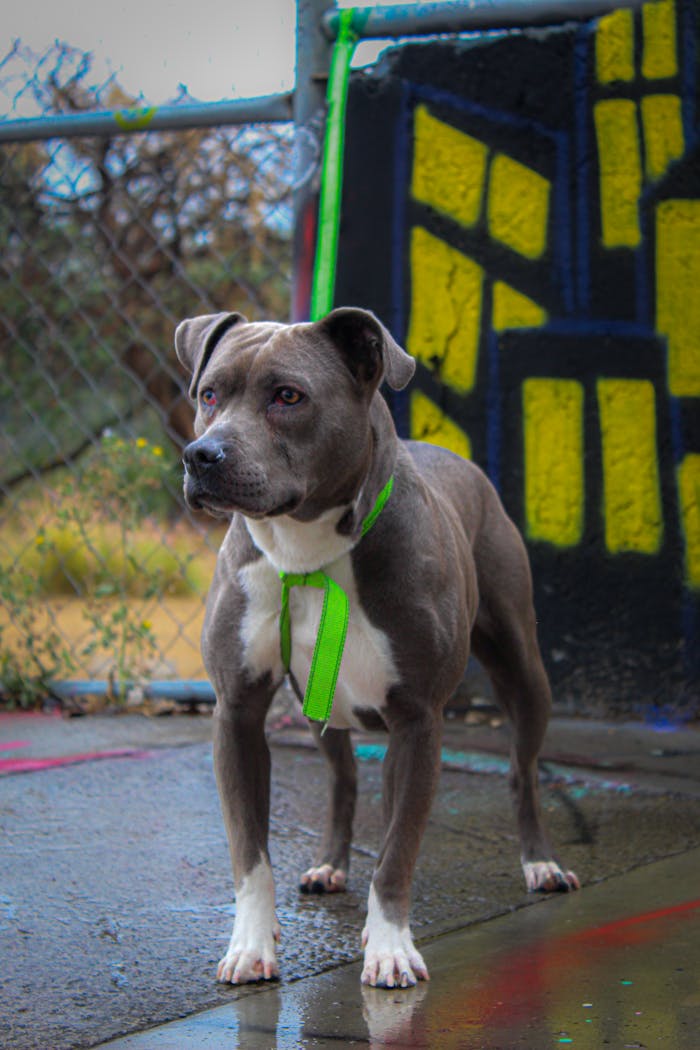 A pitbull with a bright yellow leash stands in an urban skate park in Mexico City, showcasing a lively street atmosphere.